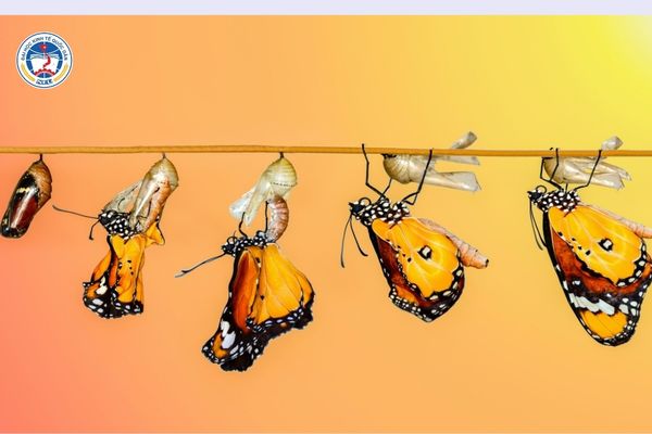 Đi Nhật về nên làm gì? Định hướng rõ ràng để không mất phương hướng