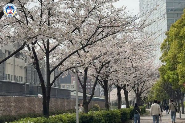 Tuyển sinh đại học từ xa cho người Việt tại Nhật Bản: Giải pháp để không phải bắt đầu lại từ số 0