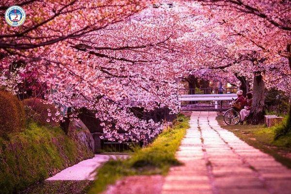 Cuộc sống du học sinh Nhật Bản: Áp lực thực tế và lộ trình bứt phá