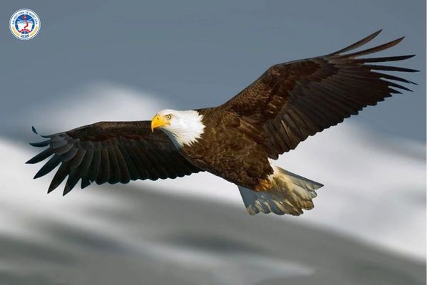 Du học sinh Nhật có phải đóng thuế không? Sự thật và giải pháp